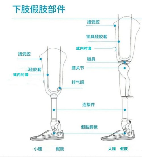 下肢假肢结构图解